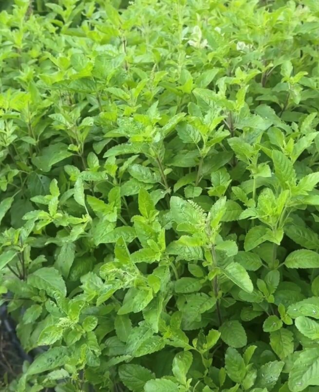 Holy Basil (Tulsi) Seeds | Heirloom