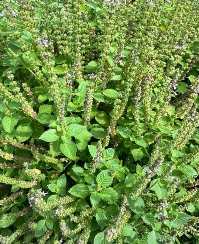 Holy Basil (Tulsi) Seeds | Heirloom - Image 2