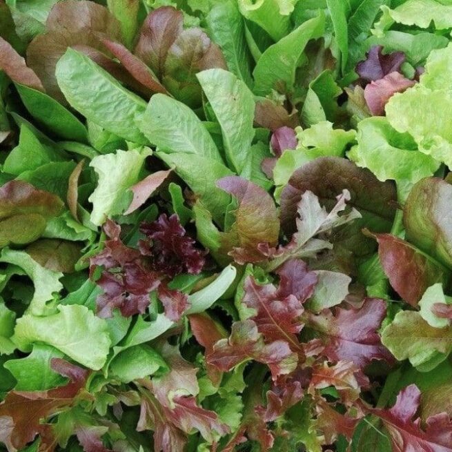 Mesclun Salad Mix | Seeds