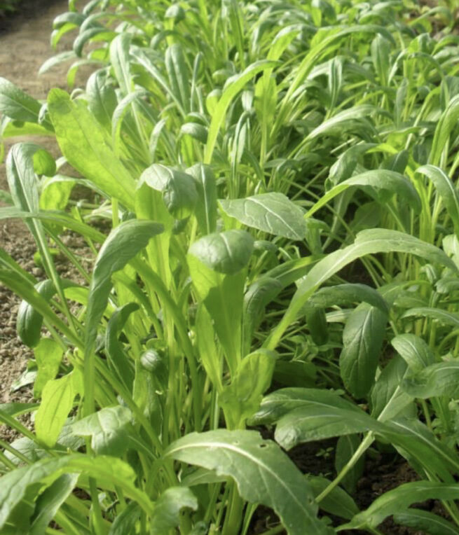 Sweet Tangerine Tomato Seeds | Heirloom