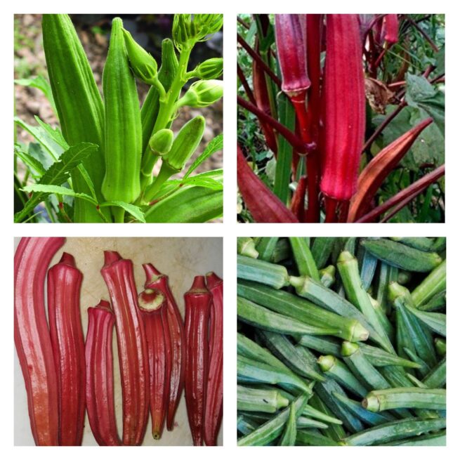 Okra Collection | Seeds