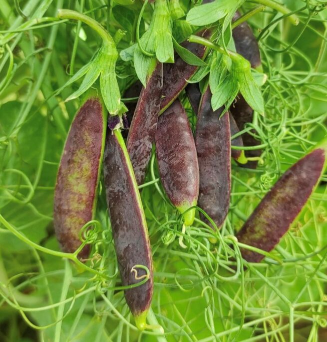 Purple Magnolia Snap Pea Seeds