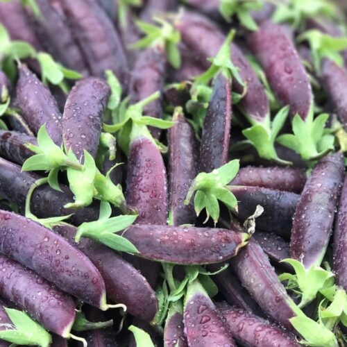 Purple Magnolia Snap Pea Seeds