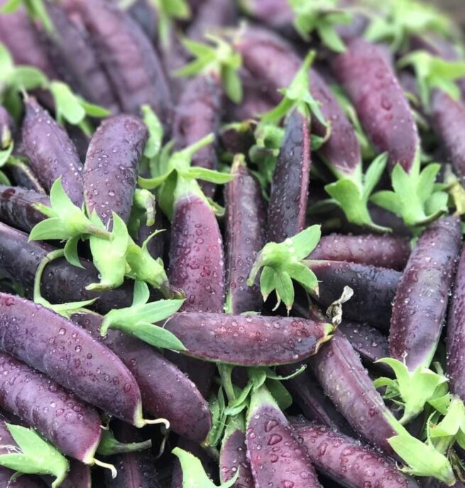 Purple Magnolia Snap Pea Seeds