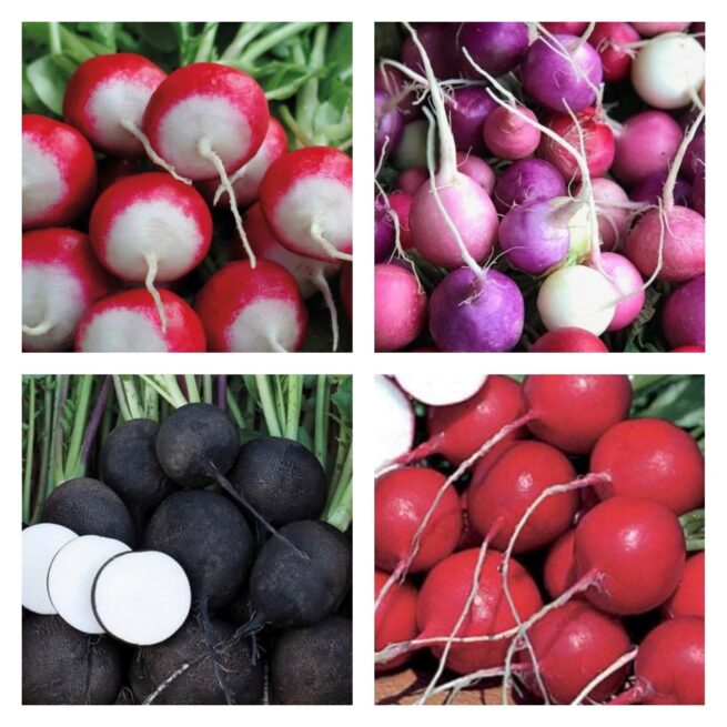 Rainbow Radish Collection | Seeds