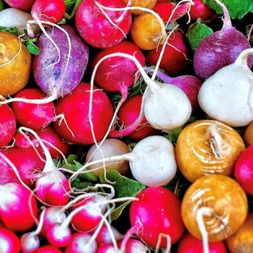 Rainbow Radish Mix | Seeds