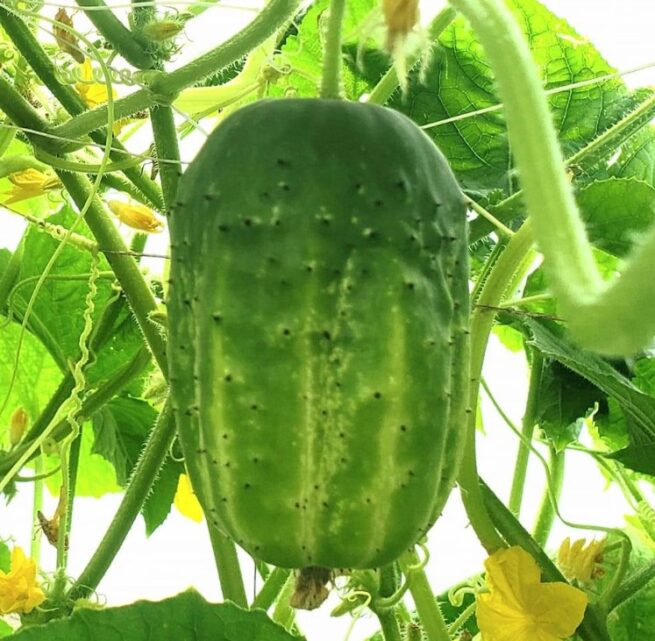 Richmond Green Apple Cucumber Seeds | Heirloom