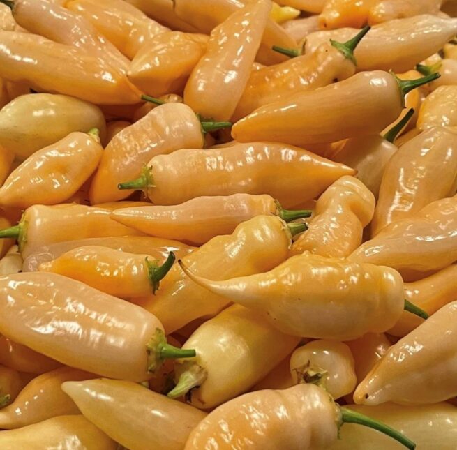 Sugar Rush Peach Pepper Seeds | Hot