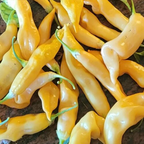 Sugar Rush Peach Pepper Seeds | Hot