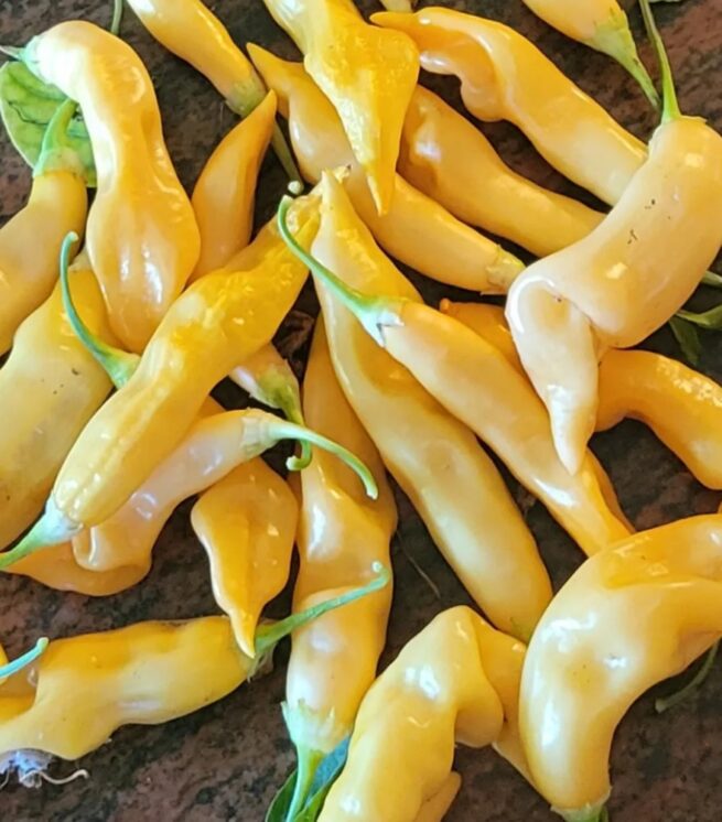 Sugar Rush Peach Pepper Seeds | Hot