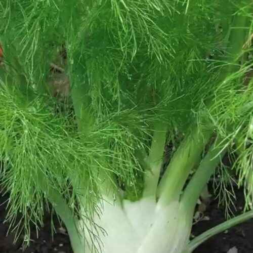 Sweet Fennel Seeds | Heirloom