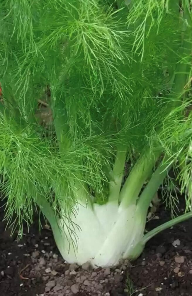 Sweet Fennel Seeds | Heirloom