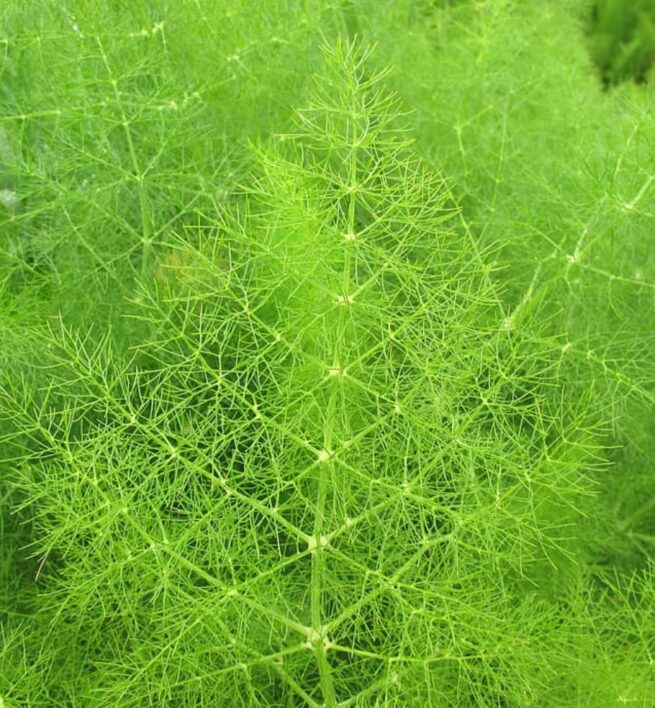 Sweet Fennel Seeds | Heirloom