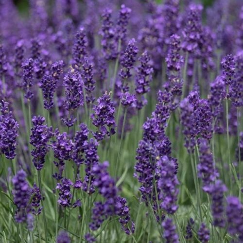 Vera Lavender Seeds | Heirloom | Organic