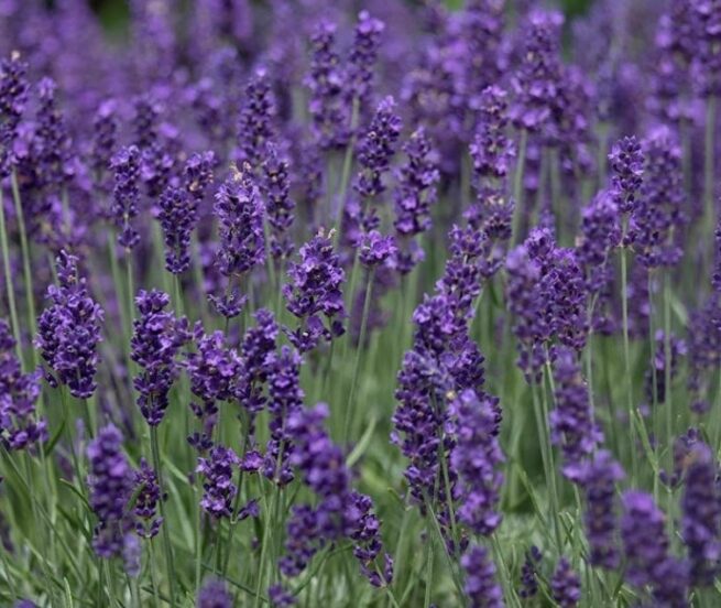 Vera Lavender Seeds | Heirloom | Organic