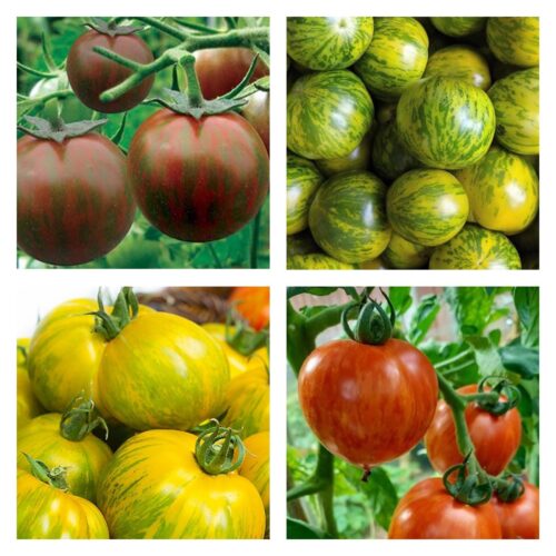 Zebra Tomato Collection | Seeds