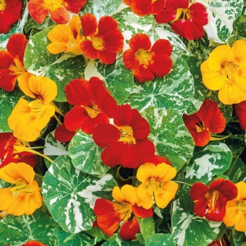 Alaska Nasturtium Flower Seed Mix