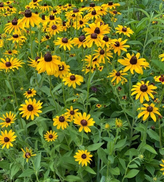 Black Eyed Susan Flower Seeds