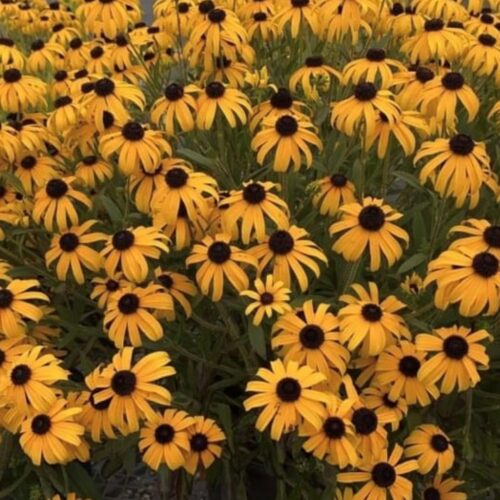 Black Eyed Susan Flower Seeds