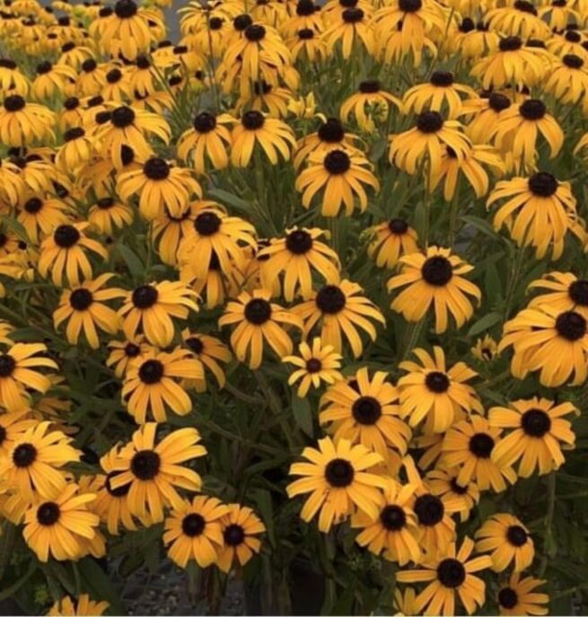 Black Eyed Susan Flower Seeds