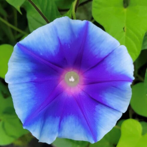 Blue Star Morning Glory Flower Seeds