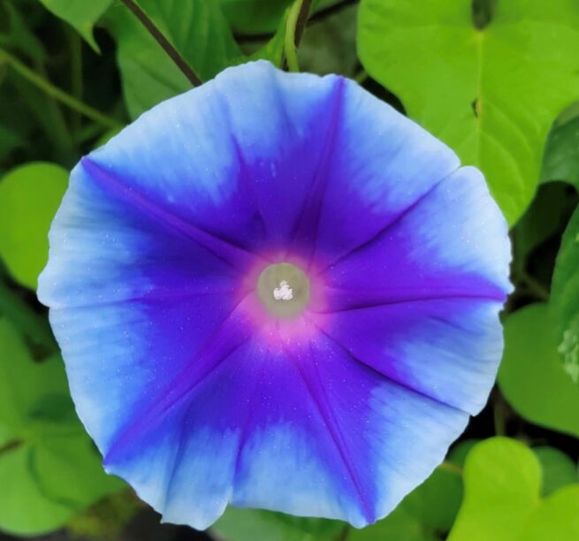 Blue Star Morning Glory Flower Seeds