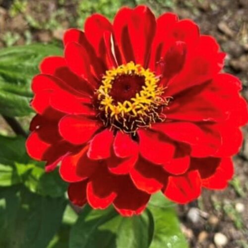 Cherry Queen Zinnia | Flower Seeds