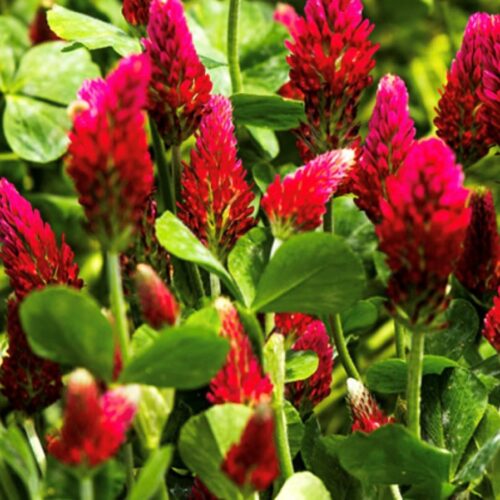 Crimson Clover Seeds