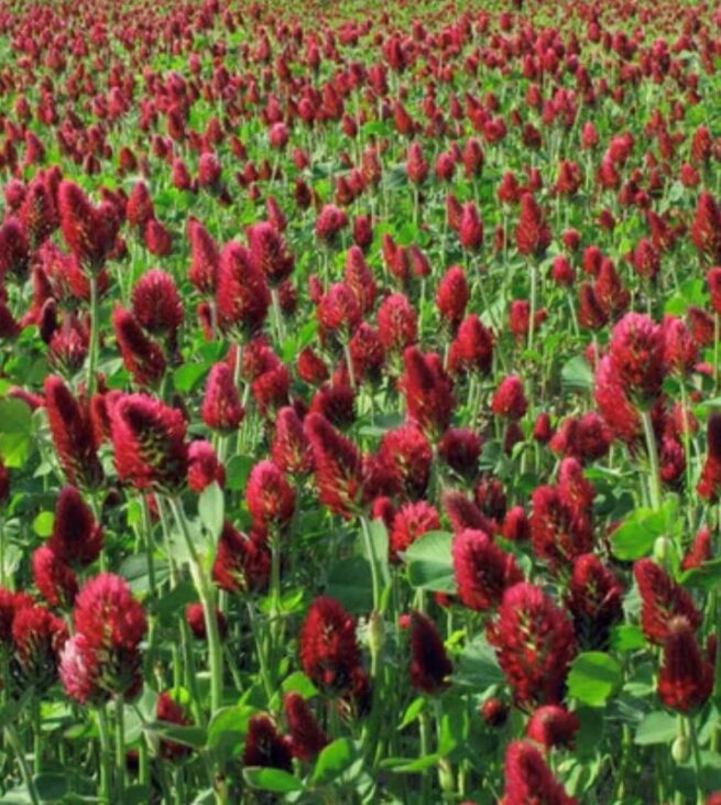 Crimson Clover Seeds