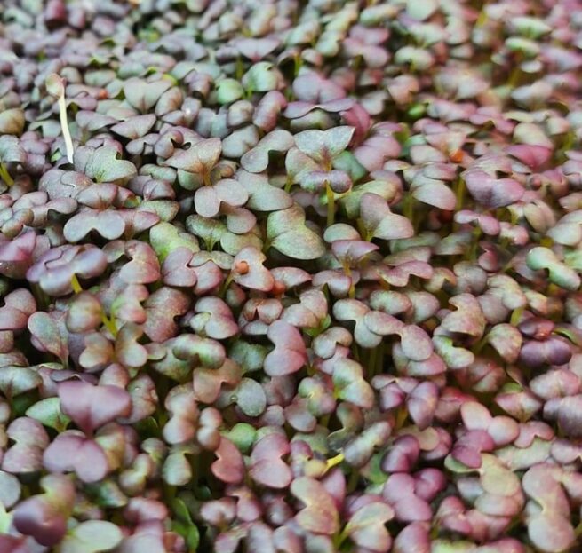 Crimson Tide Mustard Seeds