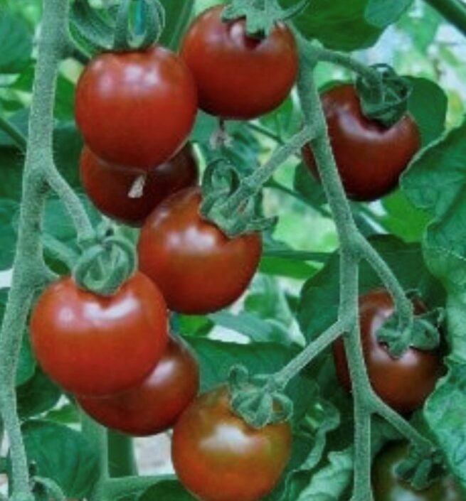 Garnet Tomato Seeds