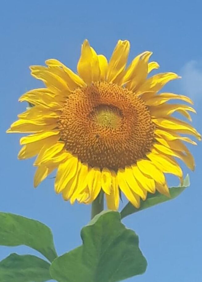 Mammoth Grey Stripe Sunflower Seeds