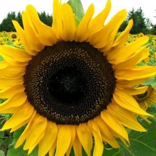 Mammoth Grey Stripe Sunflower Seeds