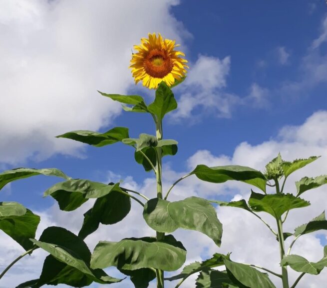 Mammoth Grey Stripe Sunflower Seeds