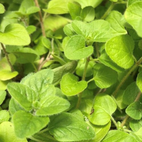 Italian Oregano Seeds | Heirloom