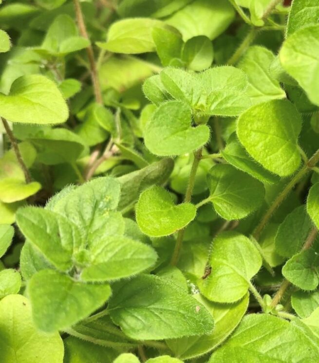 Italian Oregano Seeds | Heirloom