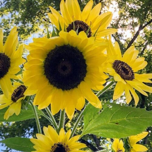 Lemon Queen Sunflower Seeds