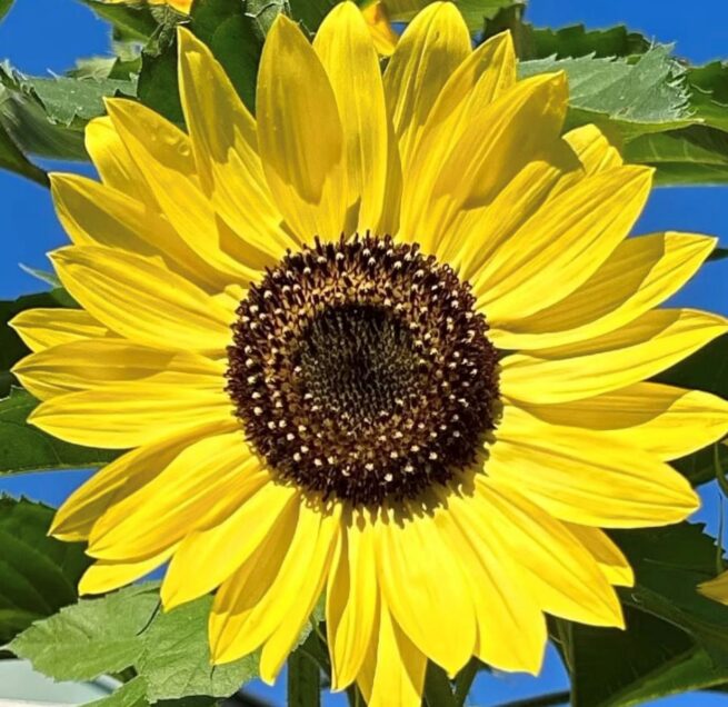 Lemon Queen Sunflower Seeds