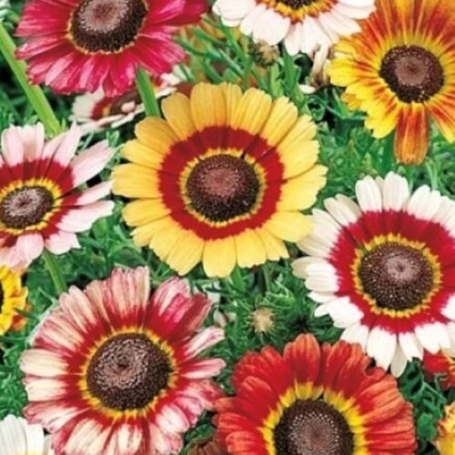 Painted Daisy Flower Seeds