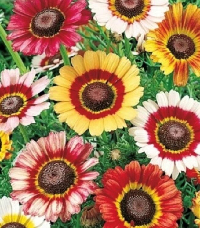 Painted Daisy Flower Seeds