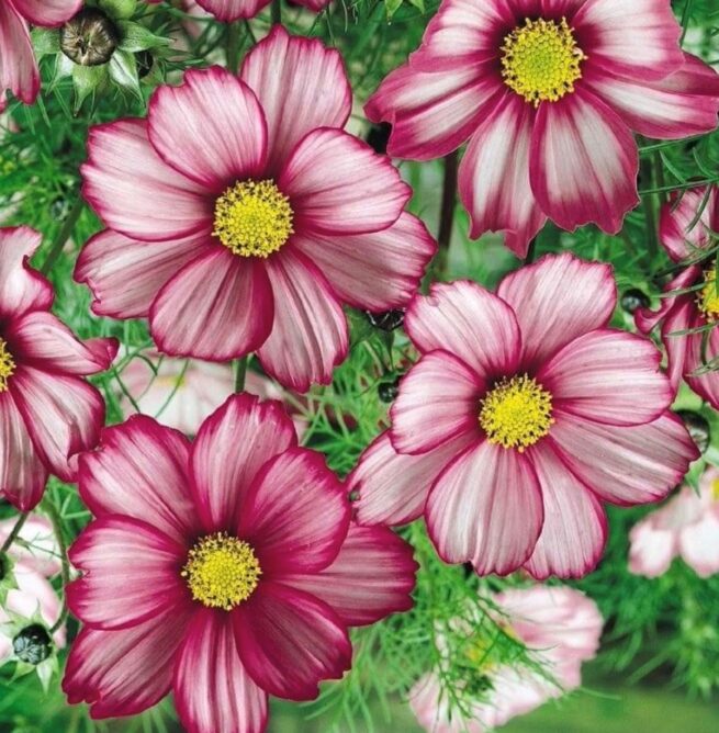 Picotee Cosmo Flower Seeds