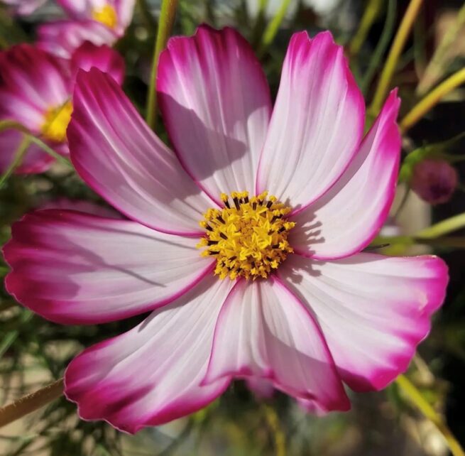 Picotee Cosmo Flower Seeds