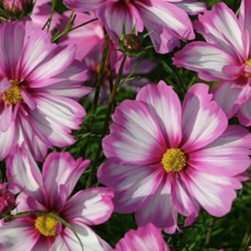 Picotee Cosmo Flower Seeds