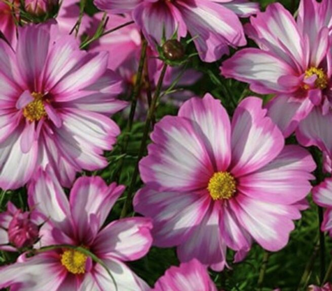 Picotee Cosmo Flower Seeds