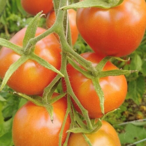 Quadro Paste Tomato Seeds