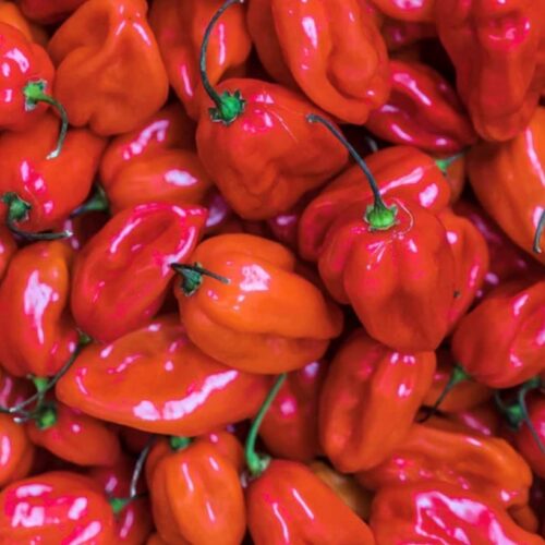 Red Scotch Bonnet Pepper Seeds | Hot