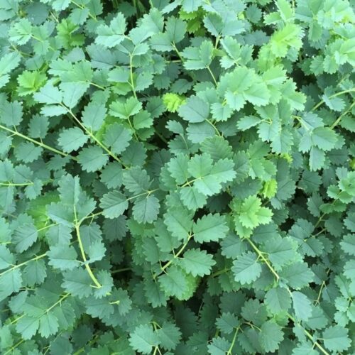 Salad Burnet Seeds | Herb