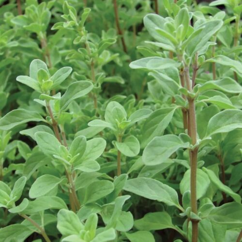 Sweet Marjoram Seeds | Herb