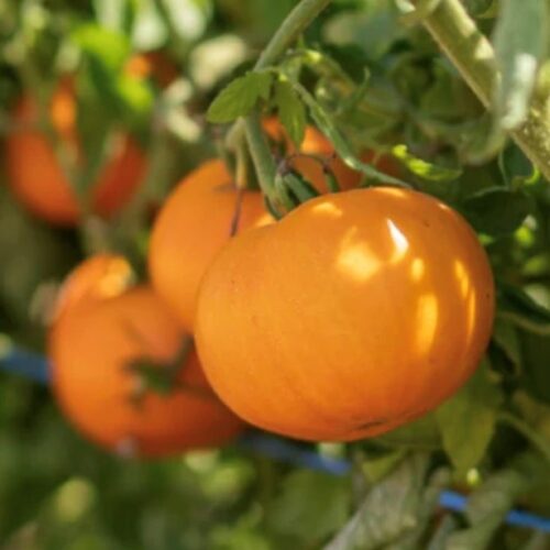 Sweet Tangerine Tomato Seeds | Heirloom