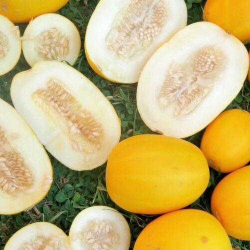 Mango Melon (Vine Peach) Seeds | Heirloom